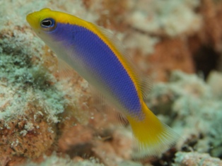 pseudochromis flavivertex